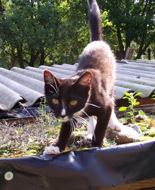 Seit November vermisster Kater aus Obergurig